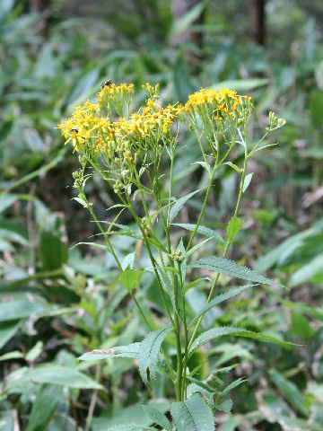 Senecio nemorensis