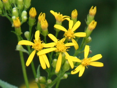 Senecio nemorensis