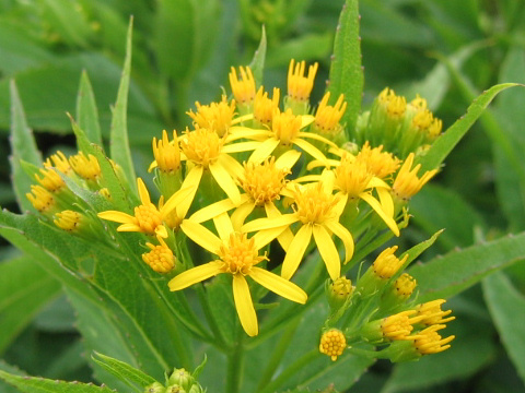 Senecio nemorensis