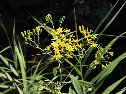 Senecio nemorensis