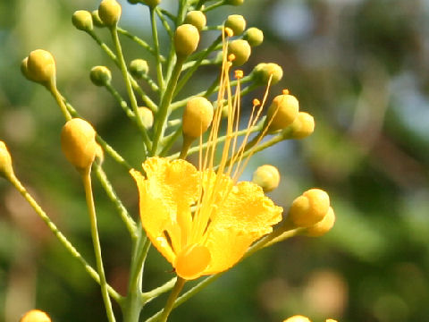 Poinciana pulcherrima cv. Flava