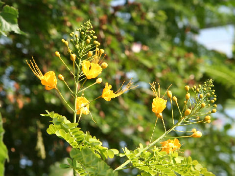 Poinciana pulcherrima cv. Flava