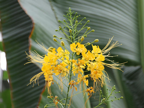 Poinciana pulcherrima cv. Flava