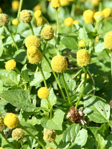 Spilanthes oleracea