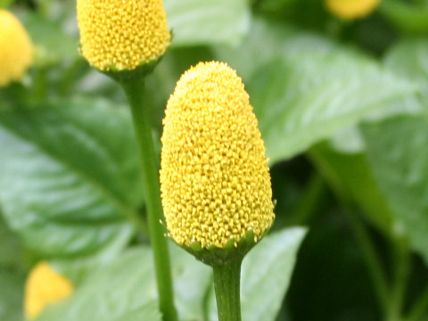 Spilanthes oleracea