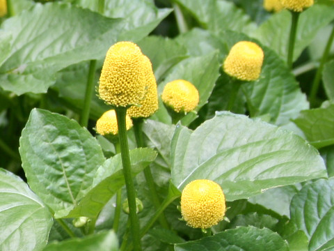 Spilanthes oleracea