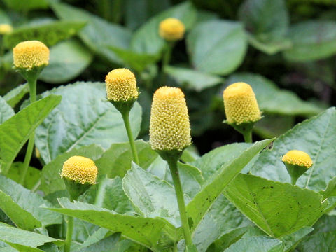 Spilanthes oleracea