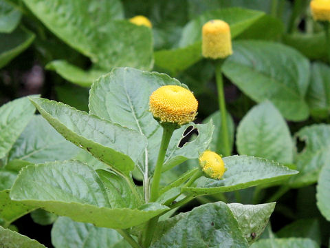 Spilanthes oleracea