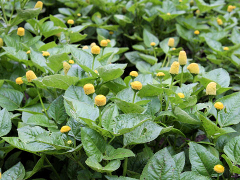 Spilanthes oleracea