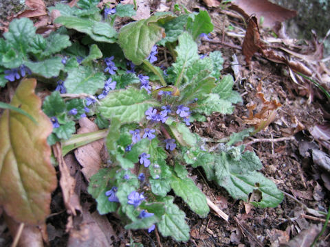 Ajuga decumbens