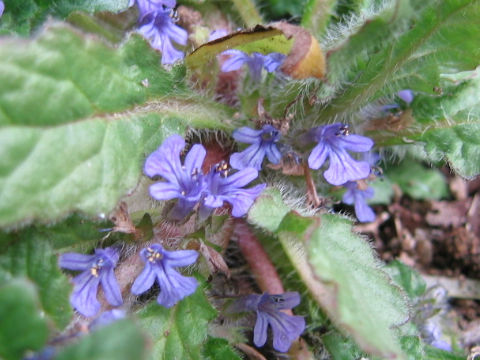 Ajuga decumbens