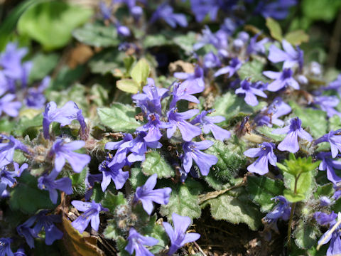 Ajuga decumbens