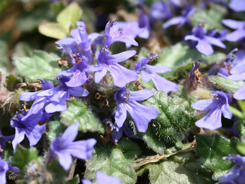 Ajuga decumbens