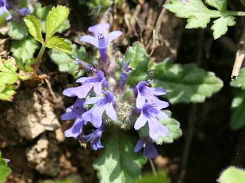 Ajuga decumbens