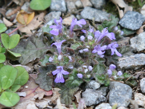 Ajuga decumbens