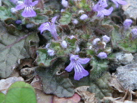 Ajuga decumbens