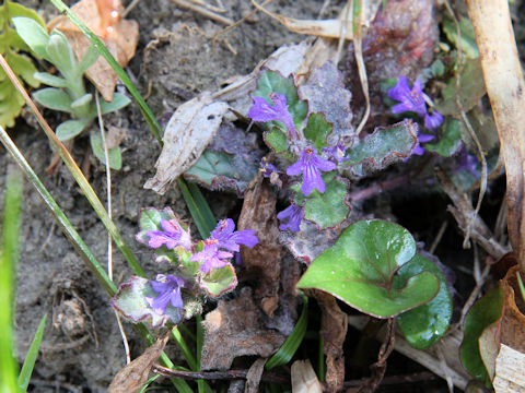 Ajuga decumbens