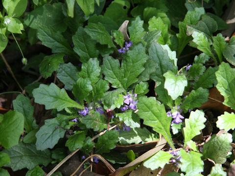 Ajuga decumbens