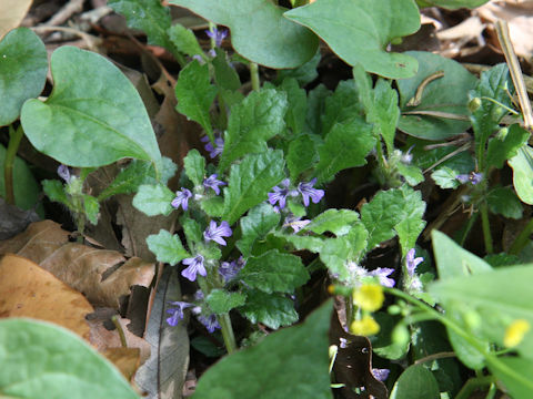 Ajuga decumbens