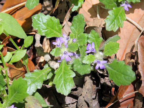 Ajuga decumbens