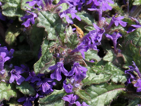 Ajuga decumbens