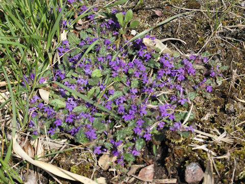 Ajuga decumbens