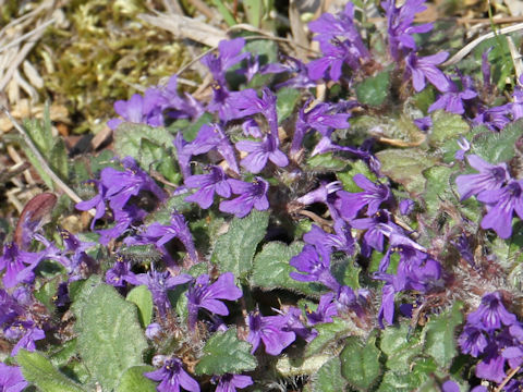 Ajuga decumbens