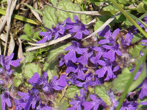 Ajuga decumbens