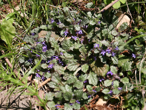 Ajuga decumbens