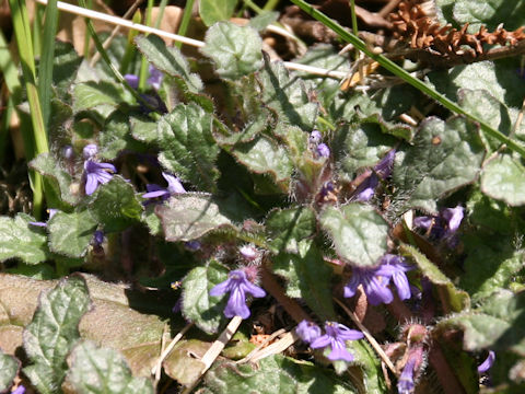 Ajuga decumbens