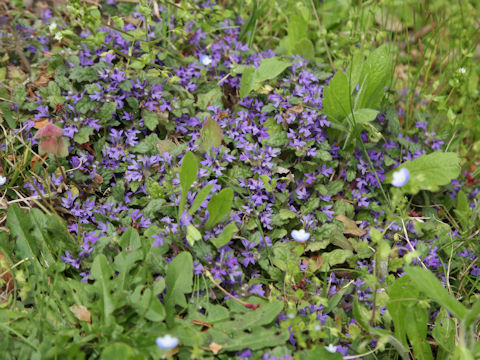 Ajuga decumbens