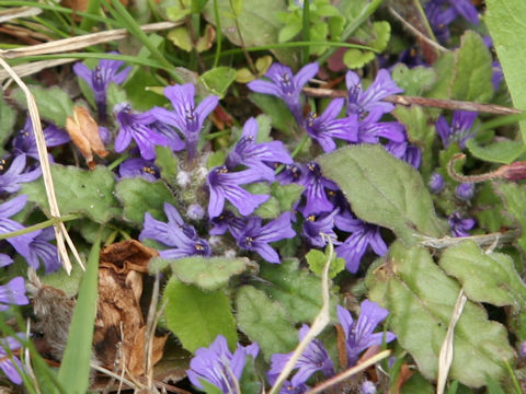Ajuga decumbens