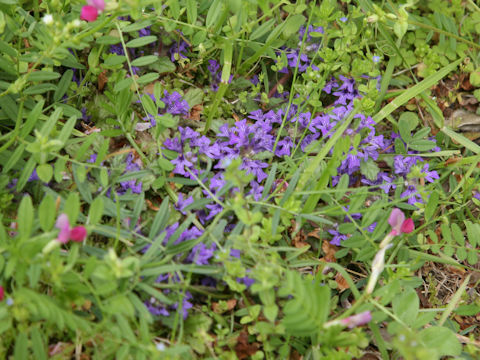 Ajuga decumbens