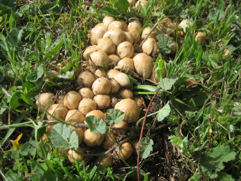 Coprinellus micaceus