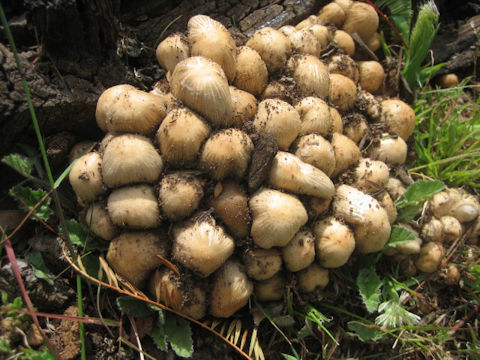 Coprinellus micaceus