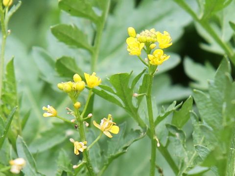 Rorippa sylvestris