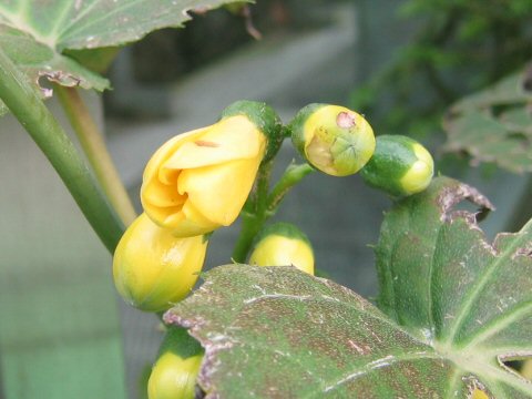 Kirengeshoma palmata