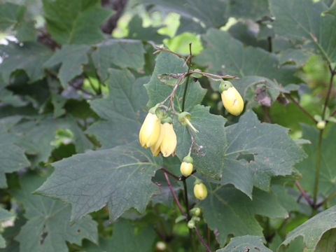 Kirengeshoma palmata