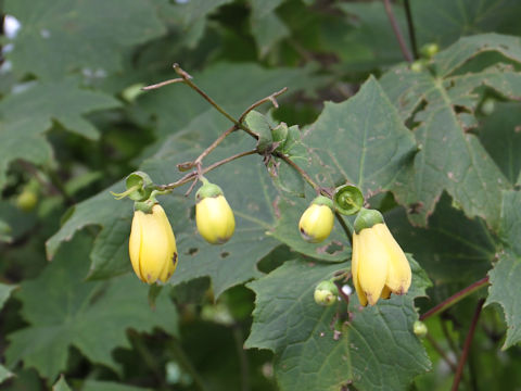 Kirengeshoma palmata