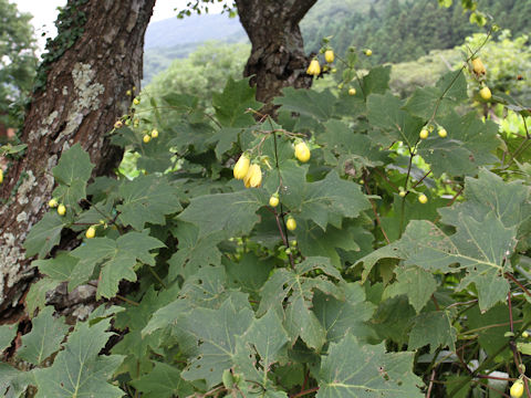 Kirengeshoma palmata