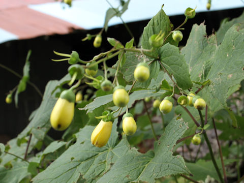 Kirengeshoma palmata