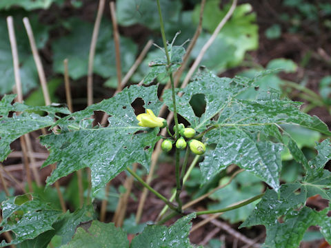 Kirengeshoma palmata