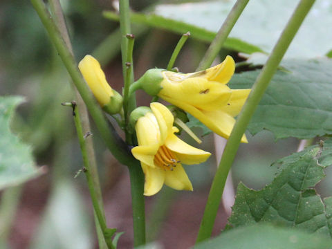 Kirengeshoma palmata