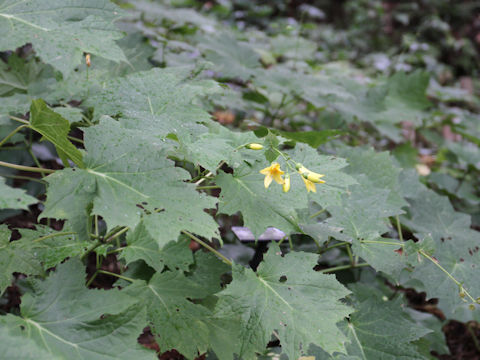 Kirengeshoma palmata