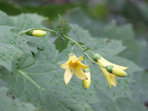 Kirengeshoma palmata