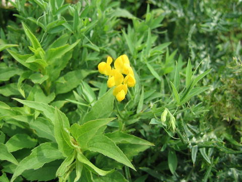 Lathyrus pratensis