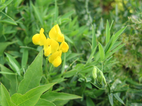 Lathyrus pratensis