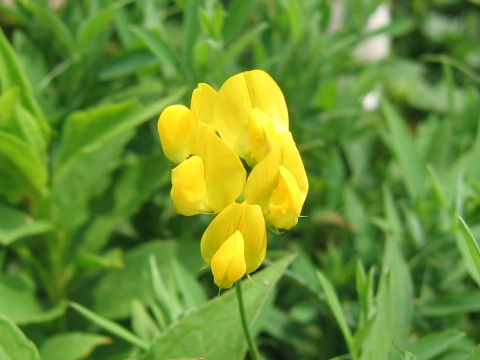 Lathyrus pratensis