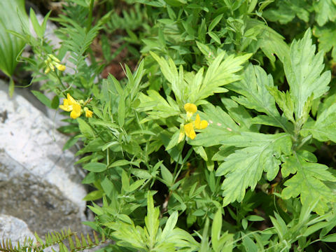 Lathyrus pratensis