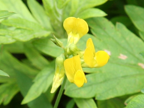 Lathyrus pratensis